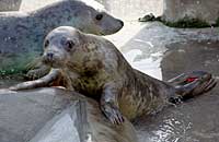 Bambi in the common seals pool - 3rd February 2007