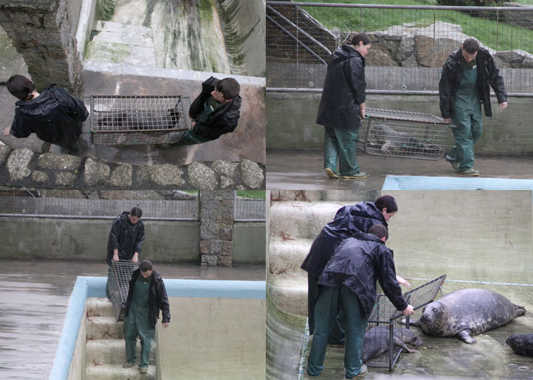 Photos of Basil Fawlty being moved into the convalescent pool on 30th December 2011
