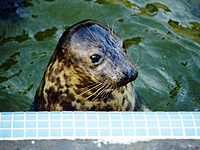 Beamer in the convalescence pool