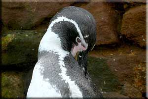 Beau giving himself a preen!