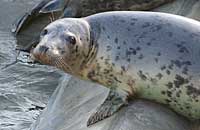 Belle in the common seals pool - 3rd February 2007