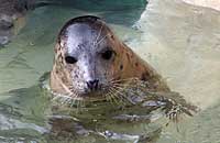 Belle in the convalescence pool - photo was taken on 31st March 2007