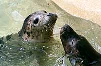 Belle in the convalescence pool - photo was taken on 31st March 2007