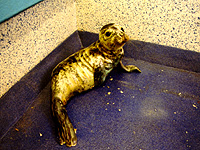 Betty in one of the isolation pens