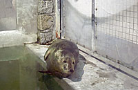Bianca, a Portuguese seal, photo was taken by Rachael Vine