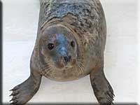 Bilbo, a rescued pup