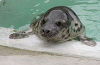 Photo of Blonde was taken on 30th of December 2005 in the convalescence pool