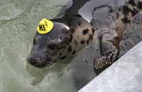 Photo of Blonde was taken on 26th of February 2006 in one of the nursery pools.  Blonde's hat tag ID is H3 and flipper (light green) tag number is 10