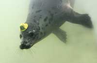 Photo of Blonde was taken on 26th of February 2006 in one of the nursery pools wearing hat tag ID H3 and flipper tag number is 10