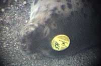 Photo of Blonde was taken by Sue Sayer of Cornwall Seal Group on 2nd April 2006