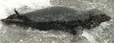 Blyth - Photo copyright of Sue Sayer (www.cornwallsealgroup.co.uk)