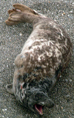 (Blyth - Photo copyright of Sue Sayer (www.cornwallsealgroup.co.uk)