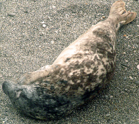 (Blyth - Photo copyright of Sue Sayer (www.cornwallsealgroup.co.uk)