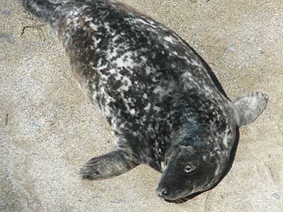 Blyth - Photo copyright of Sue Sayer (www.cornwallsealgroup.co.uk)