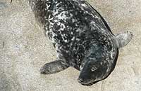 Blyth - photo was taken on 27th April 2008 by Sue Sayer of the Cornwall Seal Group www.cornwallsealgroup.co.uk