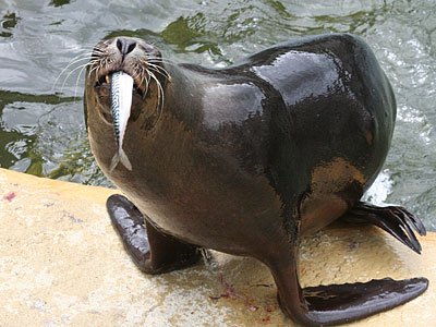 Boadicea, our resident Patagonian Sea Lion