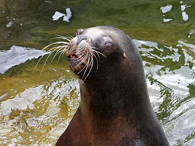 Boadicea, our resident Patagonian Sea Lion