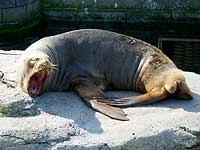 Boadi - Big Yawn