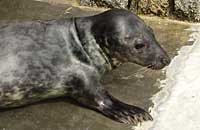 Photo was taken of Bock on 20th of May 2006 in one of the nursery pools. Bock's flipper (light green) tag number is 49.