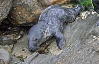 Seal with net removed - Photo copyright of Barry Harwood