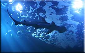 a young Bonnet Head Shark
