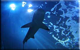 Boris, Black Tip Reef Shark