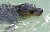 Boss in the convalescence pool - photo was taken on 30th December 2006