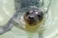 Boss in the convalescence pool - photo was taken on 30th December 2006