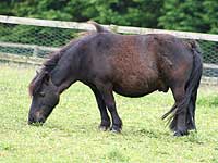 Bracken
