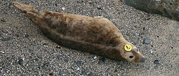 Brant in the wild, photo copyright of Simon Bone