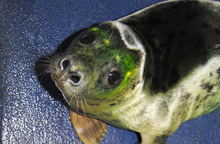 Bronte