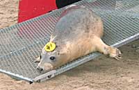 Camel being released back into the wild