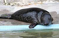 Carrot, a rescued grey seal pup. Photo was taken on 26th of February 2006 in the convalescence pool