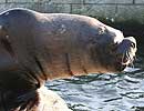 Carus