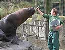 Tamara feeding Carus