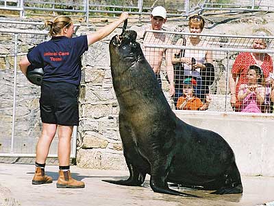 Ellen feeding Carus