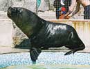 Carus