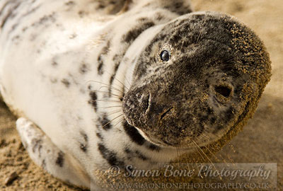 Photo of Celine Dion was taken by Simon Bone of the Cornwall Seal Group