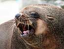 Chaff, our resident Fur Seal