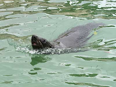 Chaff, our resident Fur Seal