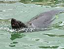Chaff, our resident Fur Seal