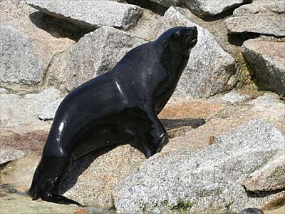 Chaff, our resident Fur Seal
