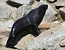 Chaff, our resident Fur Seal