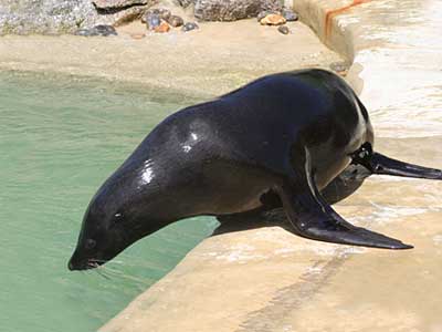 Chaff, our resident Fur Seal
