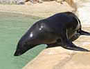 Chaff, our resident Fur Seal