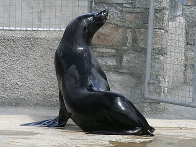 Chaff, our resident Fur Seal