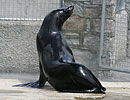 Chaff, wour resident Fur Seal