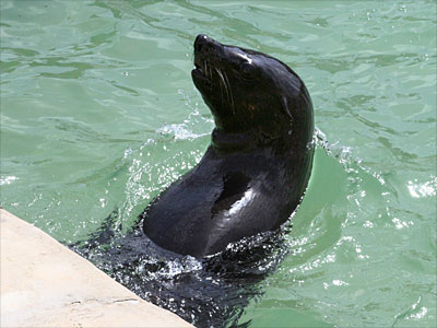 Chaff, our resident Fur Seal
