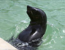 Chaff, our resident Fur Seal