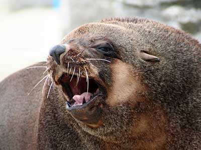 Chaff, our resident Fur Seal